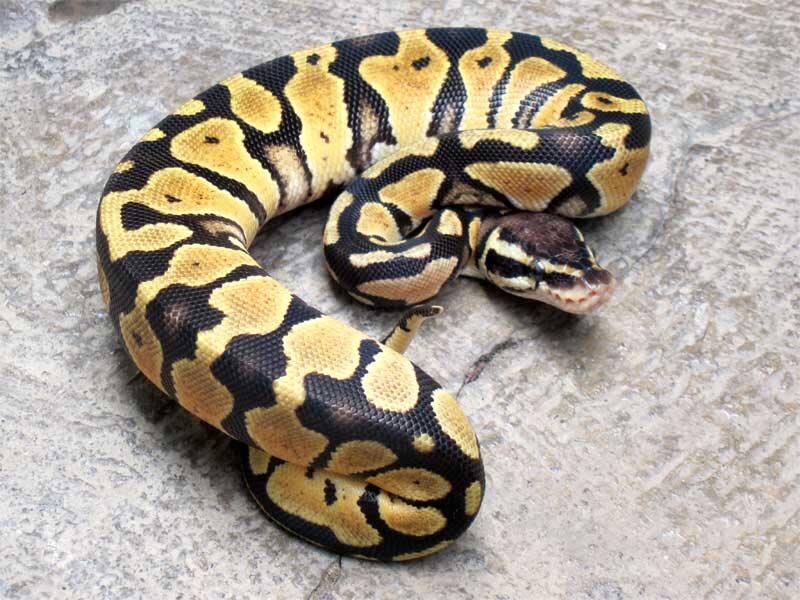 wts: ball python pastel