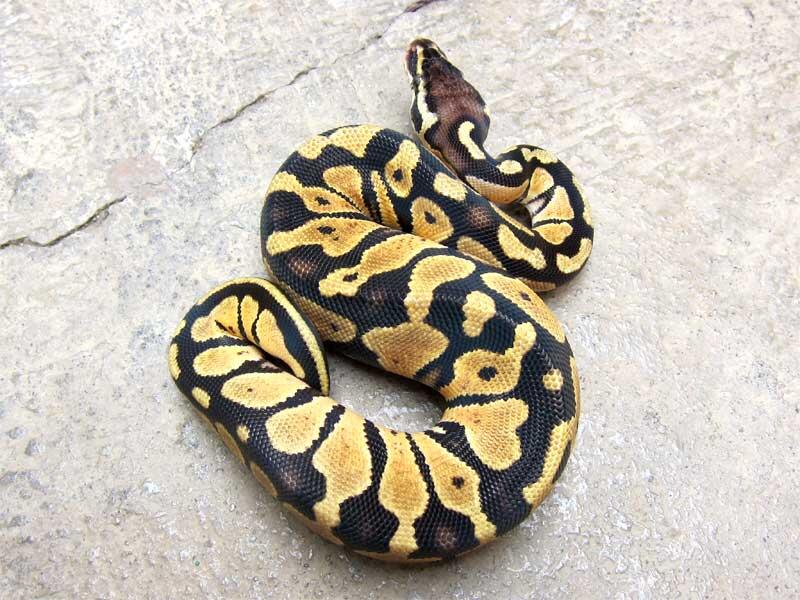 wts: ball python pastel