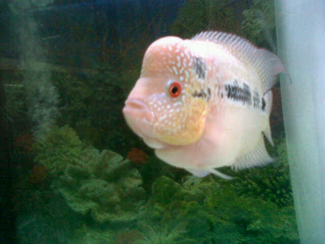 Jual Louhan Kamfa, Cencu dan Golden Base Female
