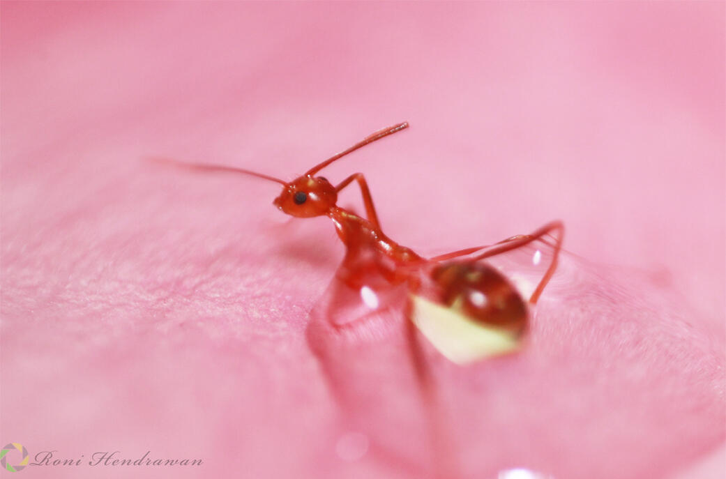 foto Semut yang neloloskan diri dari tetesan air + pict