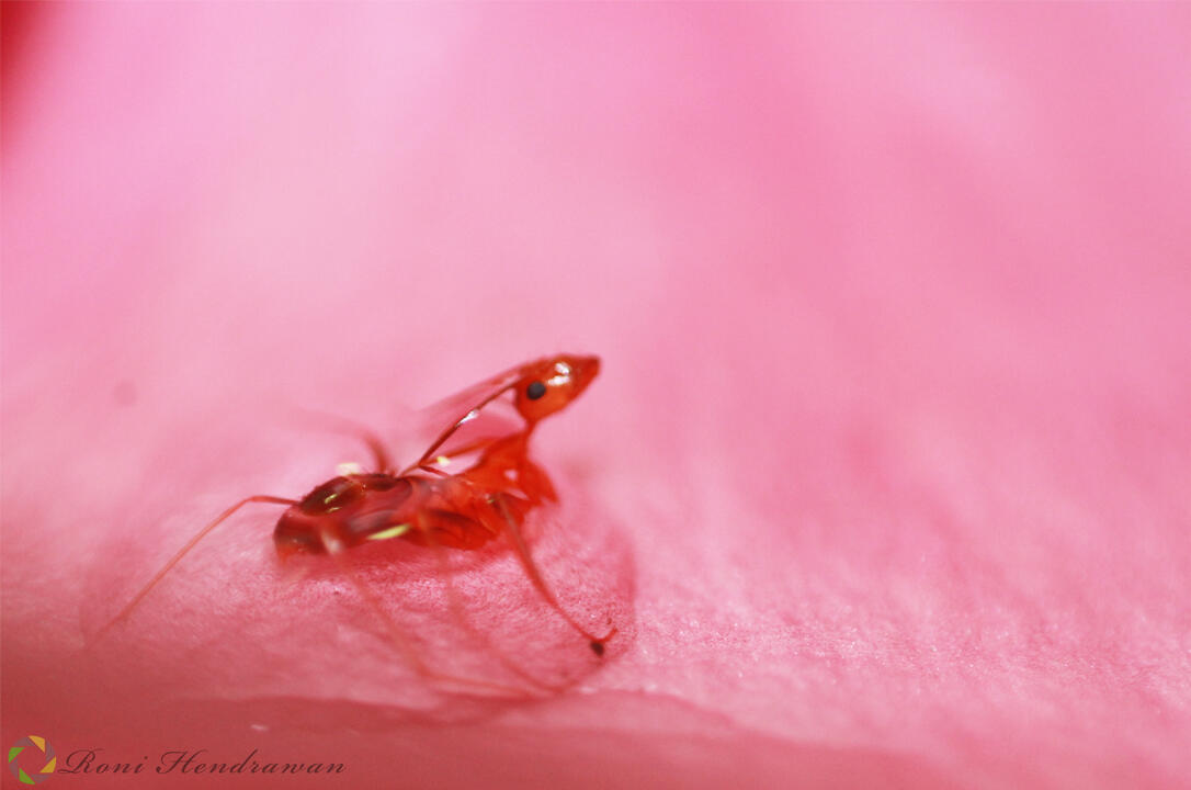 foto Semut yang neloloskan diri dari tetesan air + pict