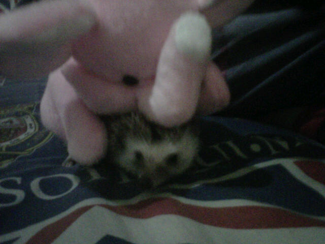 LANDAK MINI ALBINO PLUS PINTO (sepasang) only Bandung