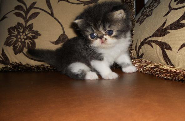 READY TO RESERVE !!! KITTEN PEKENOSE