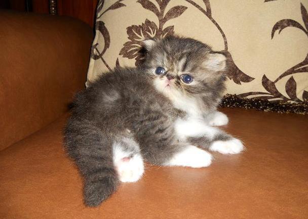 READY TO RESERVE !!! KITTEN PEKENOSE