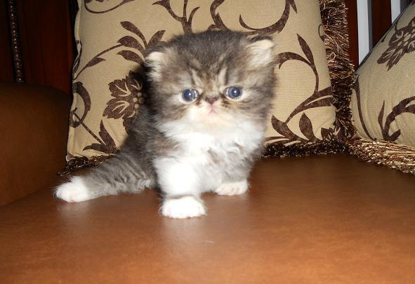 READY TO RESERVE !!! KITTEN PEKENOSE
