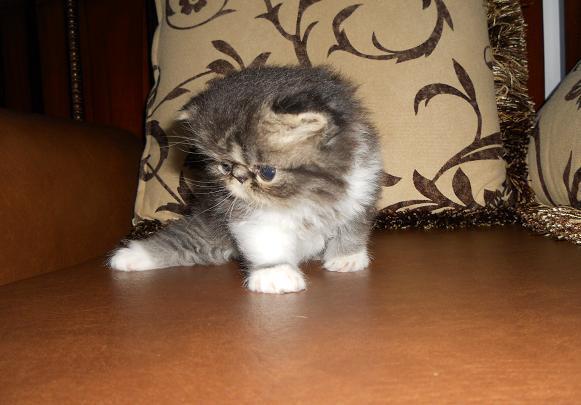 READY TO RESERVE !!! KITTEN PEKENOSE