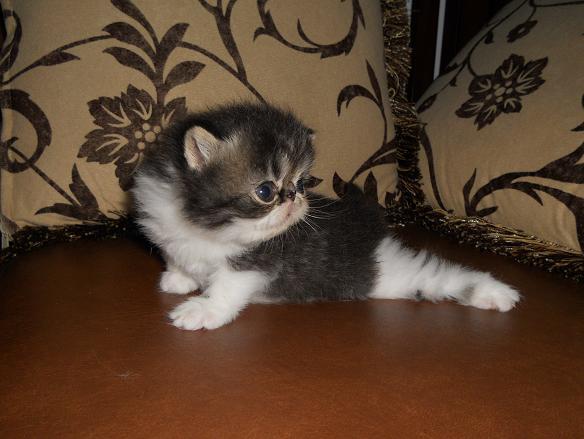 READY TO RESERVE !!! KITTEN PEKENOSE