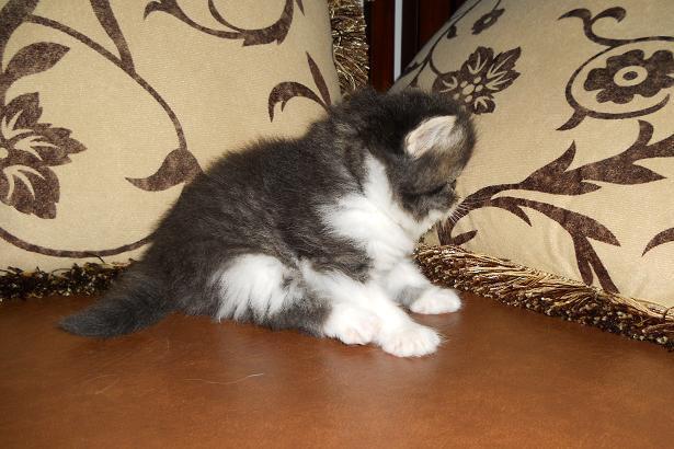 READY TO RESERVE !!! KITTEN PEKENOSE