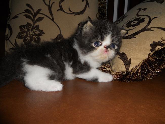 READY TO RESERVE !!! KITTEN PEKENOSE