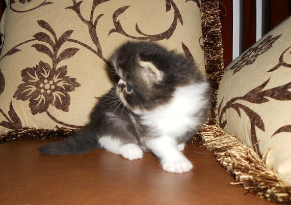 READY TO RESERVE !!! KITTEN PEKENOSE