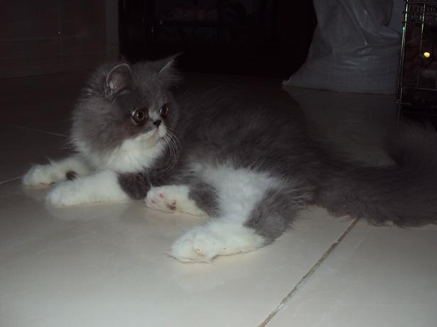 READY TO ADOPT !!! KITTEN PEKENOSE
