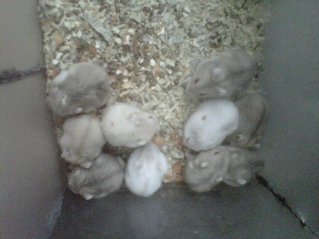 JUAL HAMSTER KUALITAS BAIK (mau pindahan)
