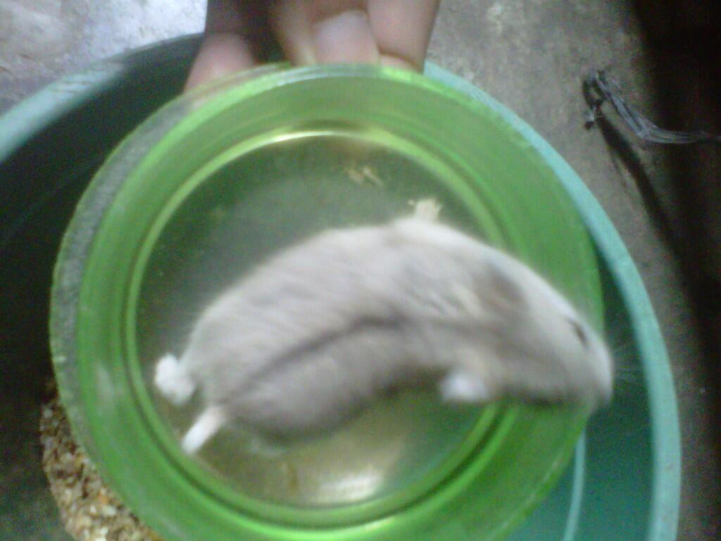JUAL HAMSTER KUALITAS BAIK (mau pindahan)