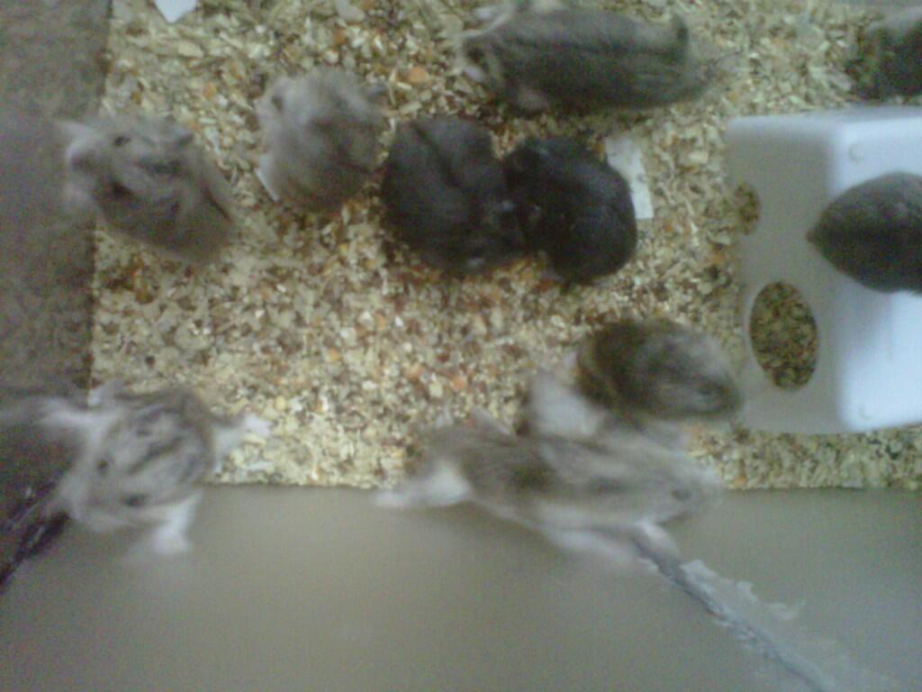 JUAL HAMSTER KUALITAS BAIK (mau pindahan)