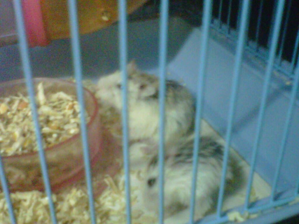 JUAL HAMSTER KUALITAS BAIK (mau pindahan)