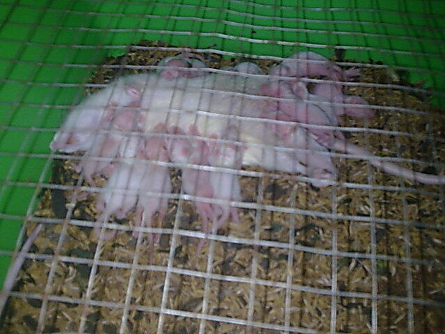 Tiikus Putih (Rat)