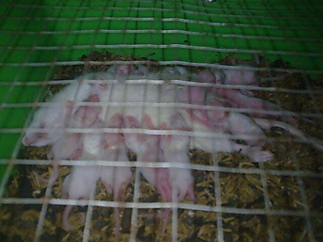 Tiikus Putih (Rat)
