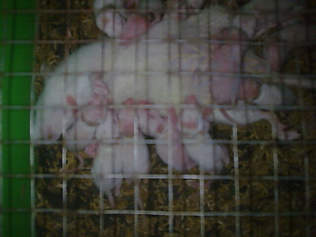 Tiikus Putih (Rat)