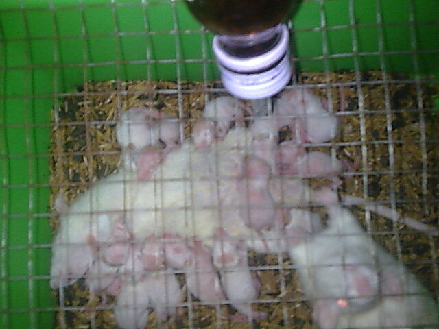 Tiikus Putih (Rat)