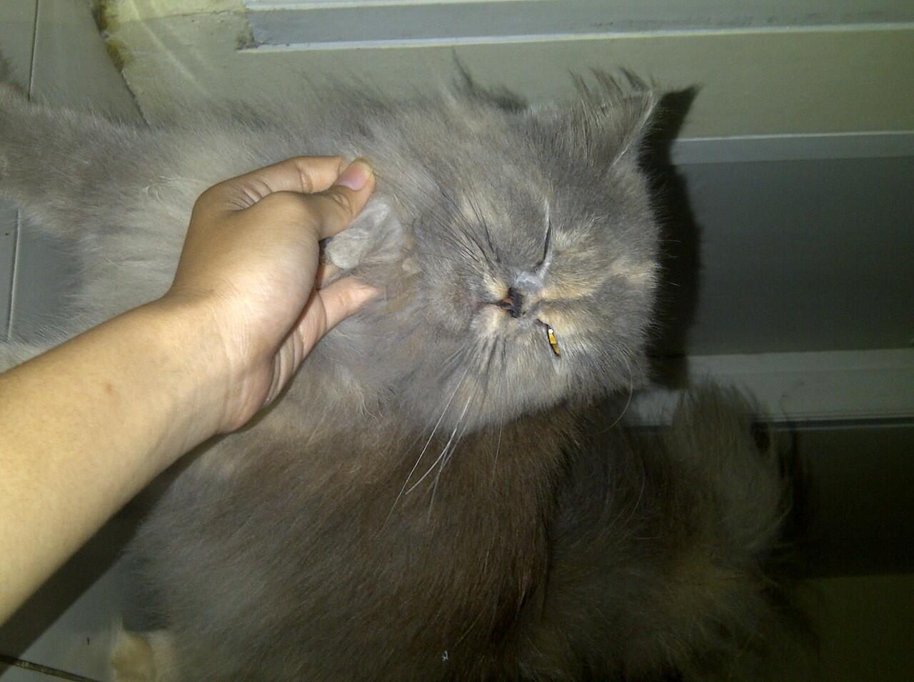 WTS Kucing Persia Flate Nose Lucu. mampir sini gan
