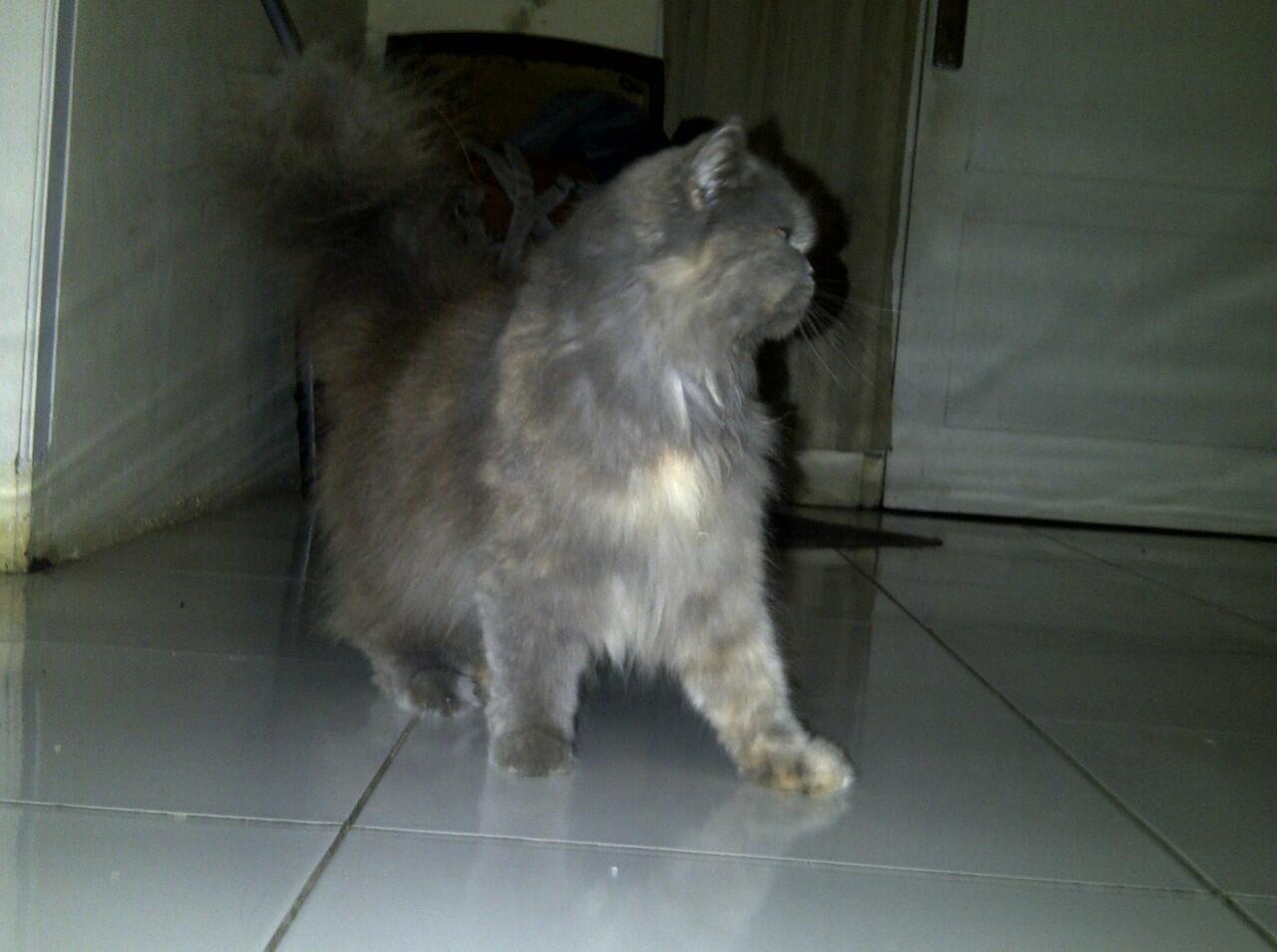 WTS Kucing Persia Flate Nose Lucu. mampir sini gan