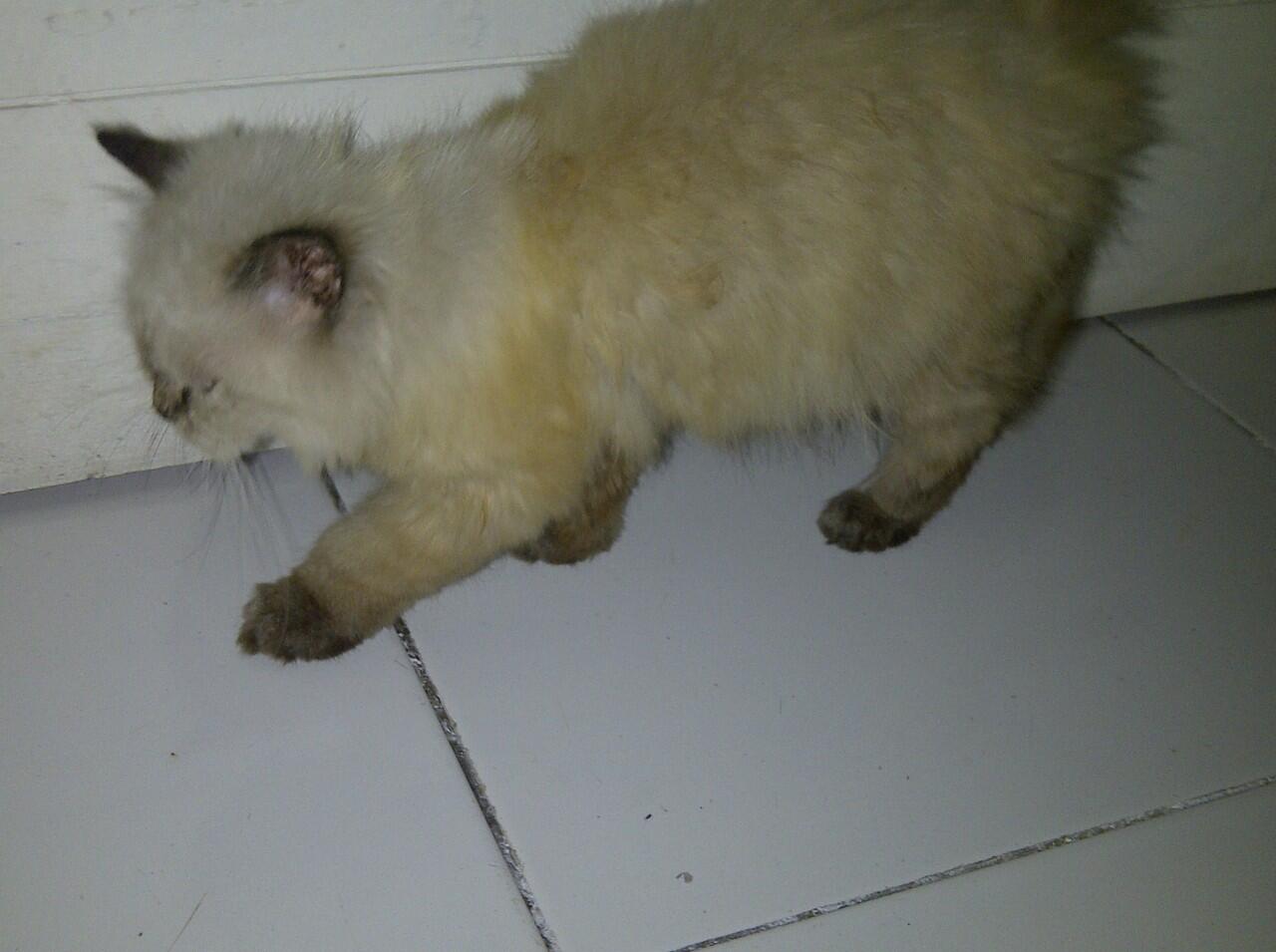 WTS Kucing Persia Medium