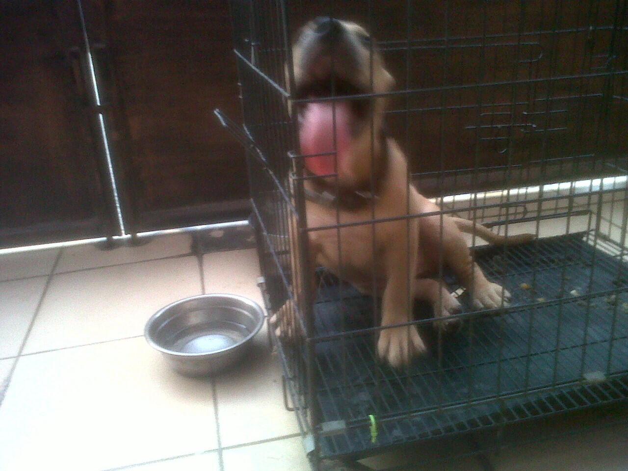 for sale anjing pitbull x bully top quality. bisa barter/TT dengan puppies rottweiler
