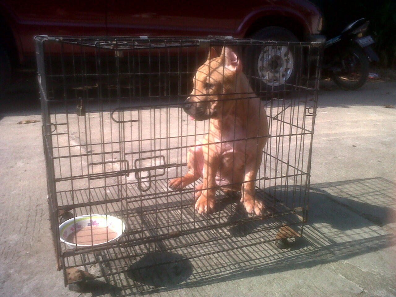 for sale anjing pitbull x bully top quality. bisa barter/TT dengan puppies rottweiler