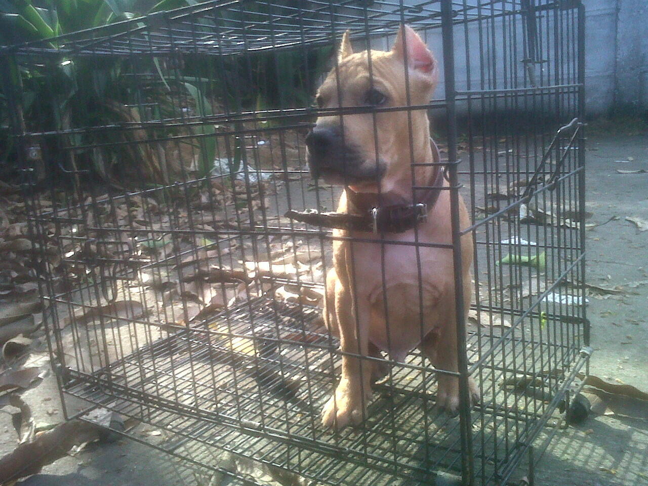 for sale anjing pitbull x bully top quality. bisa barter/TT dengan puppies rottweiler