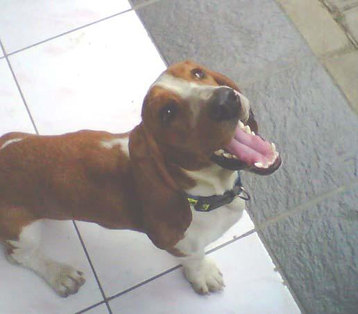 Jual cepat Anjing Basset Hound (Hush Puppies)