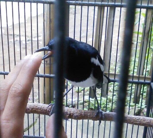 JUAL KACER LAMPUNG MURAH !!!