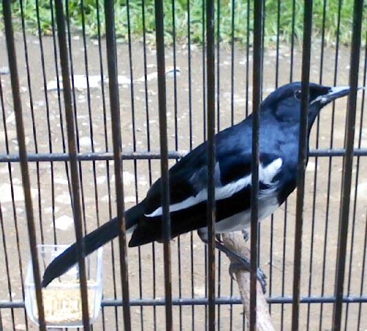JUAL KACER LAMPUNG MURAH !!!