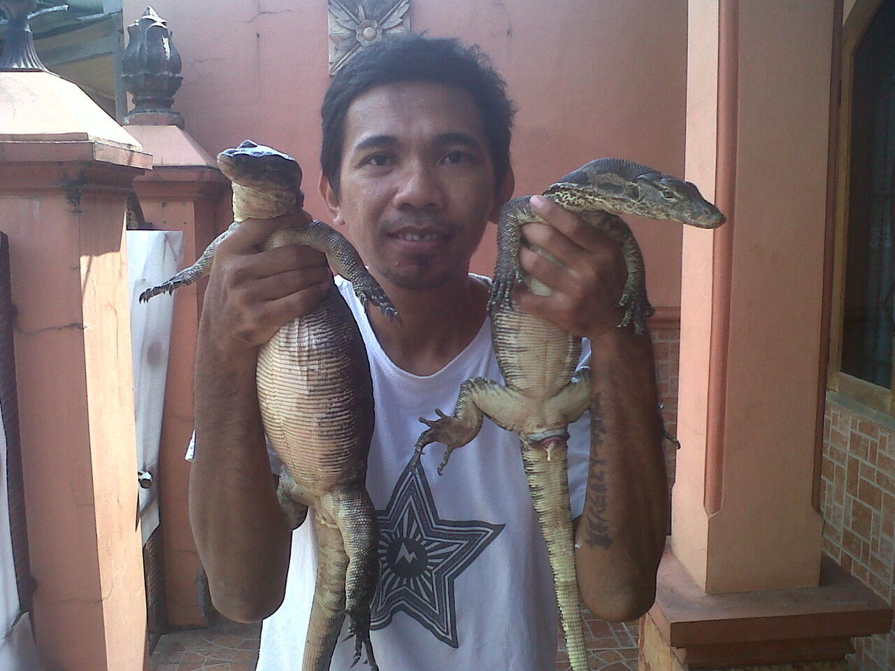 Jual Salvator jumbo 2 ekor ( jawa & sumatra ) & BP (ball phyton) black