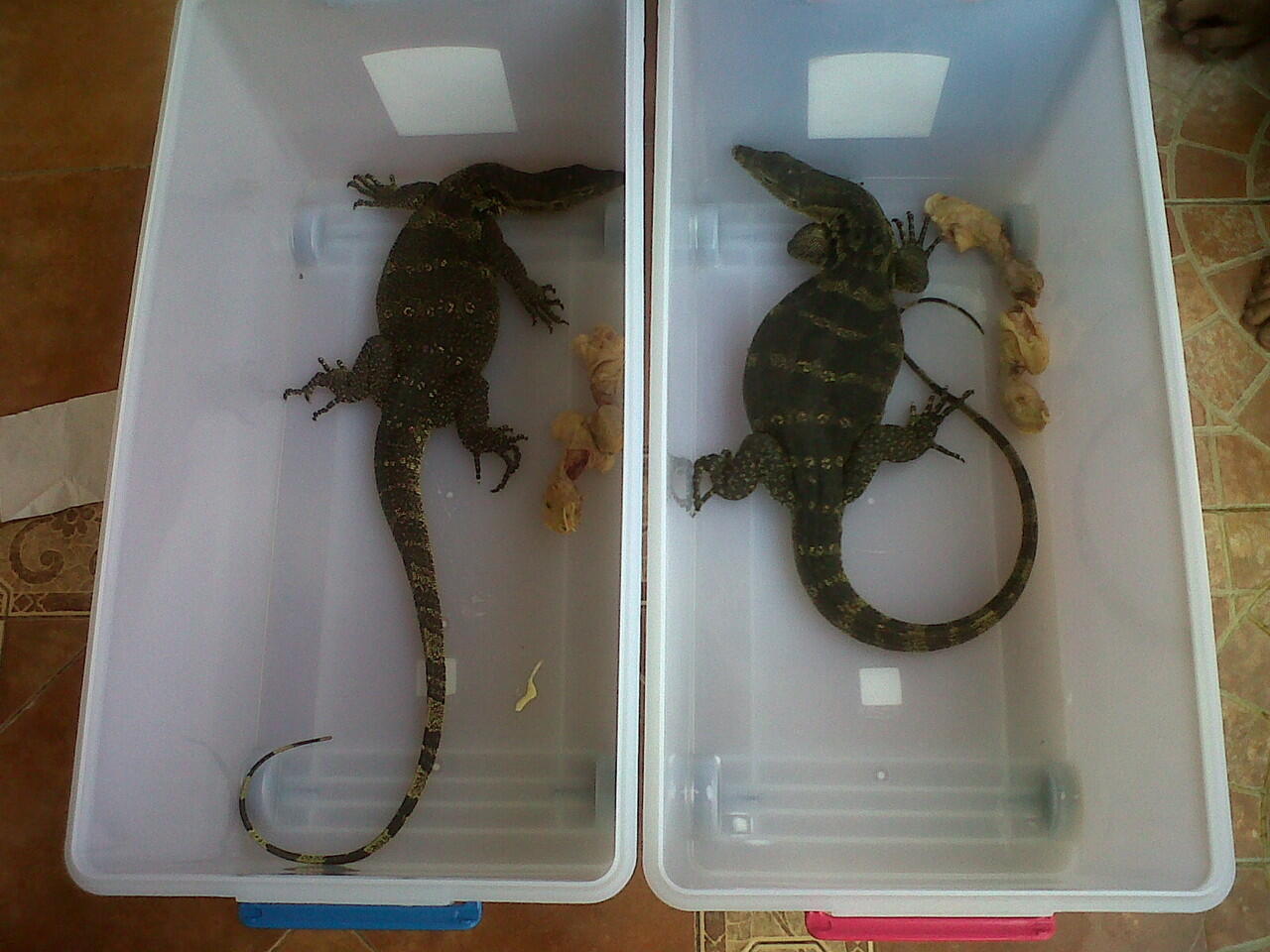 Jual Salvator jumbo 2 ekor ( jawa & sumatra ) & BP (ball phyton) black