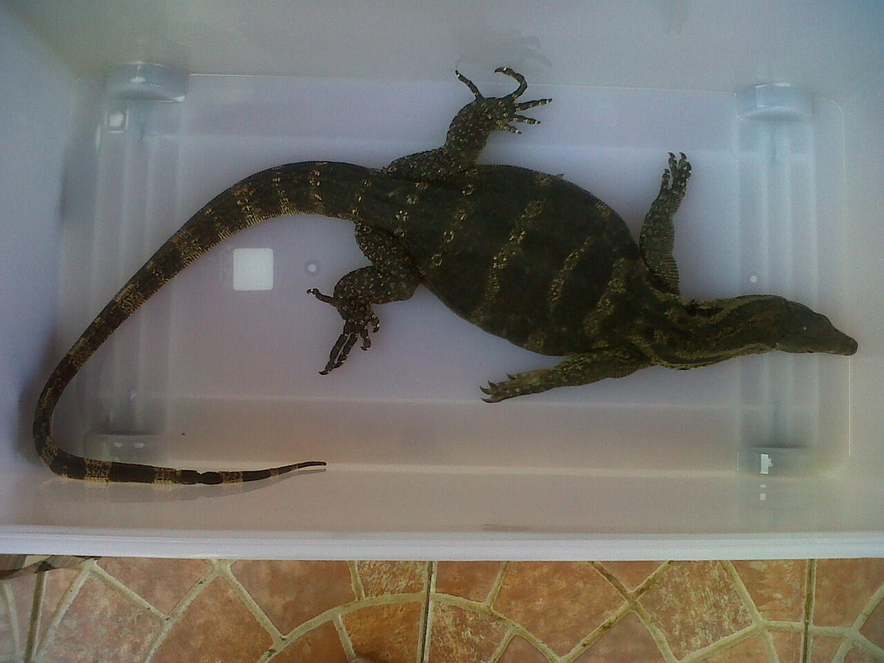 Jual Salvator jumbo 2 ekor ( jawa & sumatra ) & BP (ball phyton) black