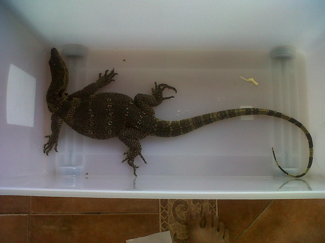Jual Salvator jumbo 2 ekor ( jawa & sumatra ) & BP (ball phyton) black
