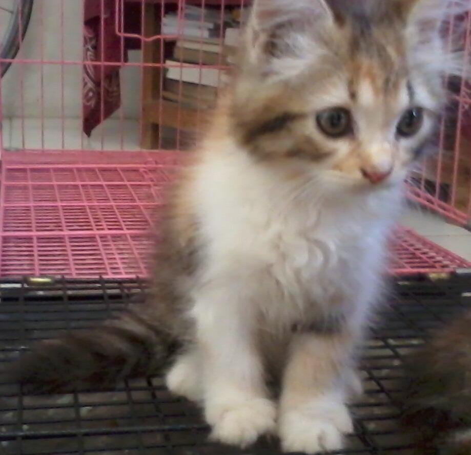 Kitten Persia pet quality CALICO (Belang Telon)