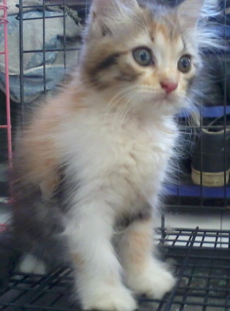 Kitten Persia pet quality CALICO (Belang Telon)