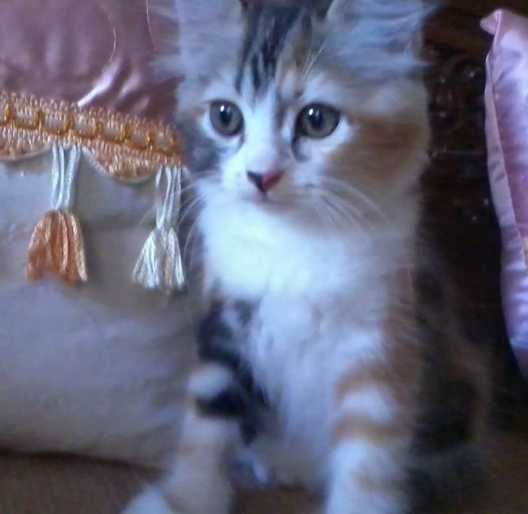 Kitten Persia pet quality CALICO (Belang Telon)