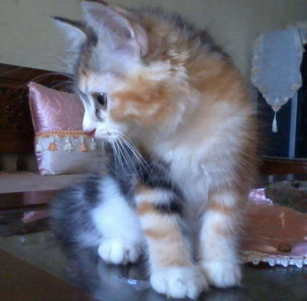 Kitten Persia pet quality CALICO (Belang Telon)