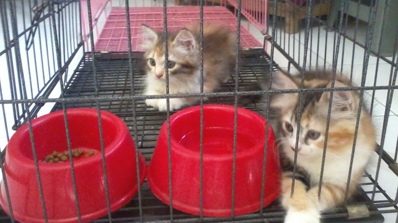 Kitten Persia pet quality CALICO (Belang Telon)