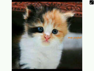 KITTEN PERSIA MEDIUM