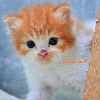 KITTEN PERSIA MEDIUM
