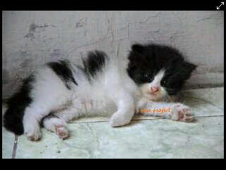 KITTEN PERSIA MEDIUM