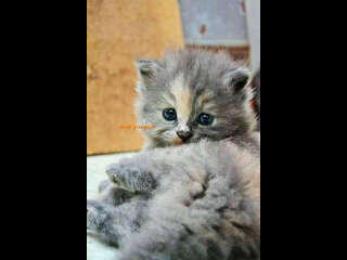 KITTEN PERSIA MEDIUM