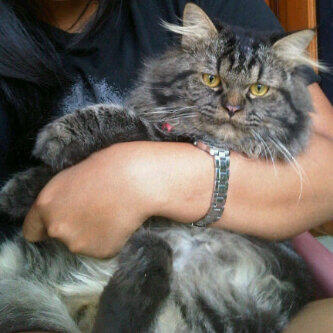 KITTEN PERSIA MEDIUM