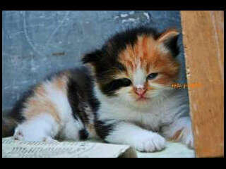KITTEN PERSIA MEDIUM