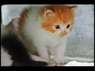KITTEN PERSIA MEDIUM