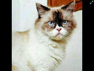 KITTEN PERSIA MEDIUM