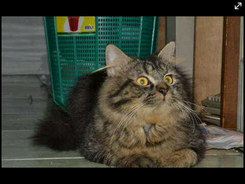 KITTEN PERSIA MEDIUM